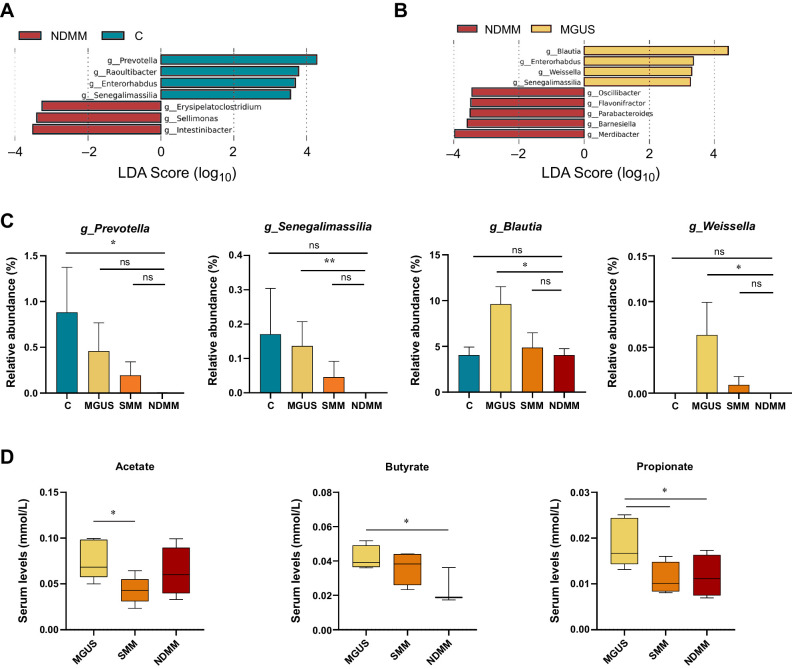 Figure 1. Gut microbiota associated with the progression of the disease. Taxonomic biomarkers identified by LEfSe analysis between control subjects (C) and multiple myeloma at diagnosis (NDMM; A) and between in patients with monoclonal gammopathy of undetermined significance (MGUS) and NDMM (B). C, Relative abundance (%) of SCFA-producing genera in C and in MGUS, smoldering multiple myeloma (SMM), and NDMM. The results are represented by mean ± SEM. *, P < 0.05; **, P < 0.01; ns, nonsignificant. D, Acetate, propionate and butyrate levels (mmol/L) in serum in MGUS, SMM, and NDMM groups. The results are represented by boxes and whiskers (minimum to maximum). *, P < 0.05.