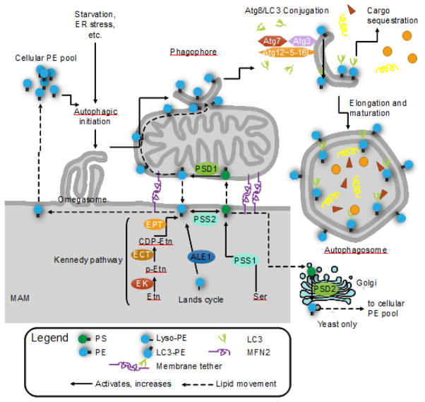 FIGURE 3