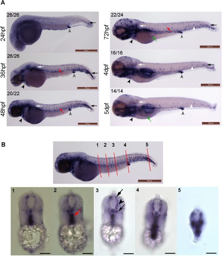 Fig 1