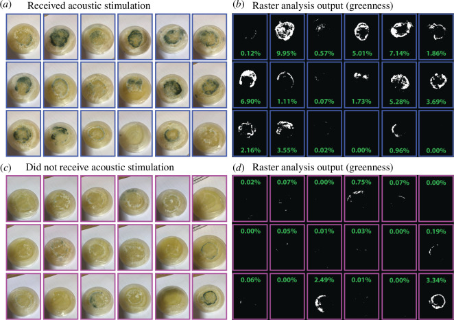 Images of the Petri dishes containing T. harzianum culture on day 5 and the outputs of the raster analysis of greenness