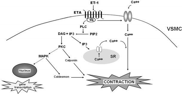 Fig. 1