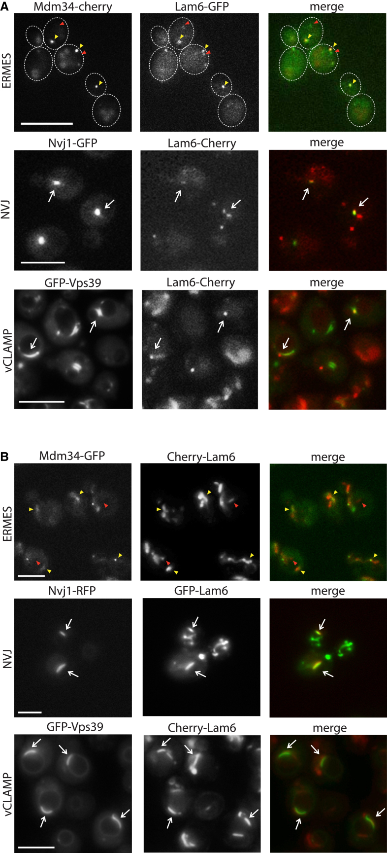 Figure 2