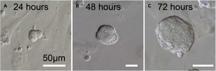 Figure 2