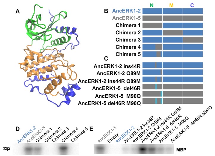 Figure 3—figure supplement 2.