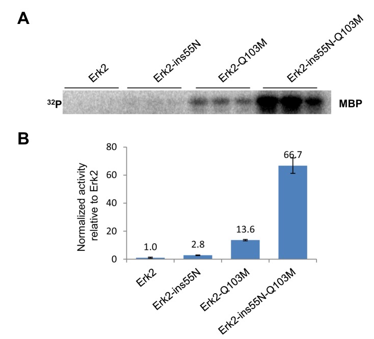 Figure 5—figure supplement 1.