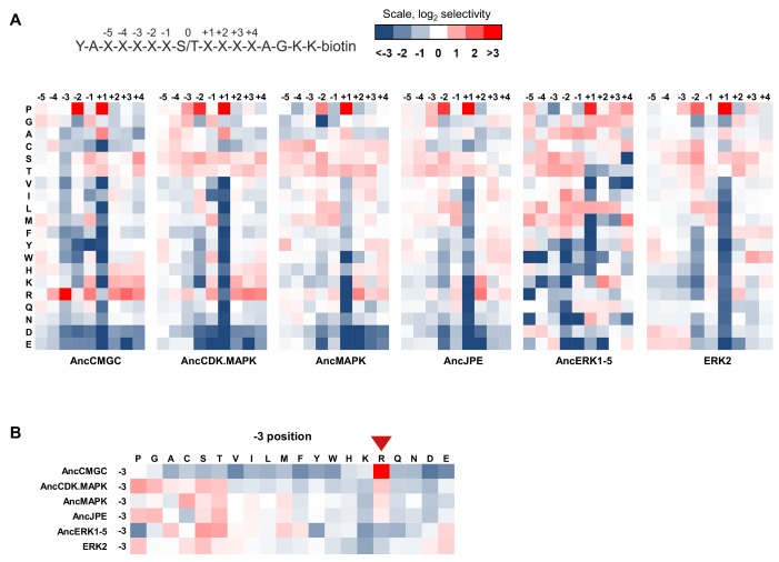 Figure 1—figure supplement 3.