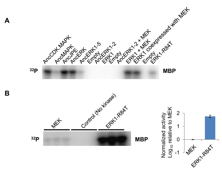 Figure 1—figure supplement 4.