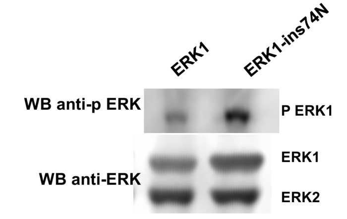 Figure 6—figure supplement 1.