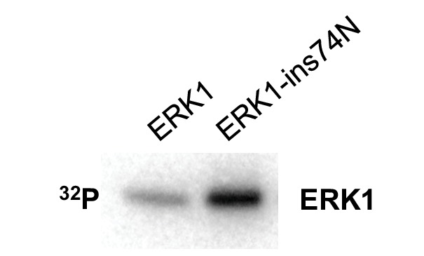 Figure 4—figure supplement 3.