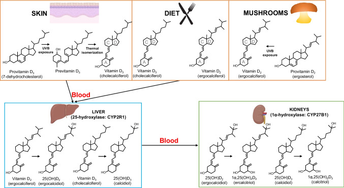 Fig. 1