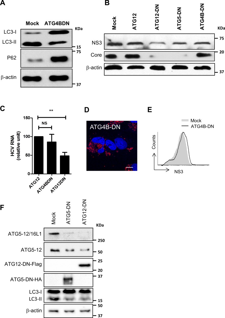 Fig 10