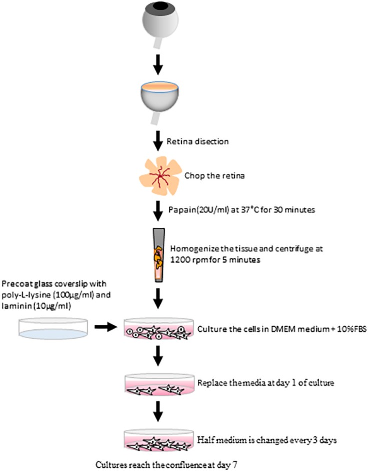 FIGURE 10