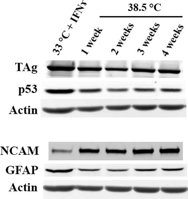 Figure 7.