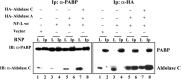 Figure 10.