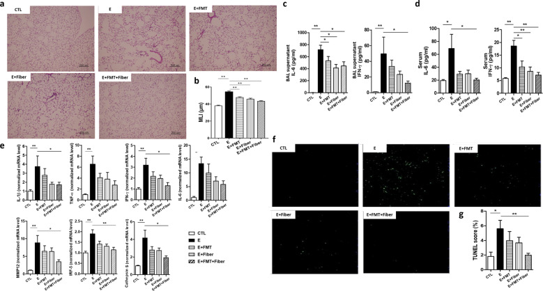 Fecal microbial transplantation and a high fiber diet attenuates ...