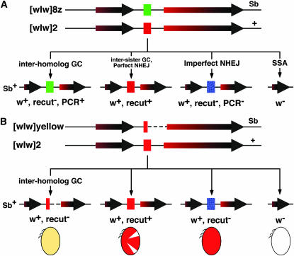 Figure 2.—