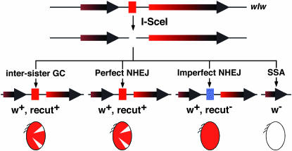 Figure 1.—