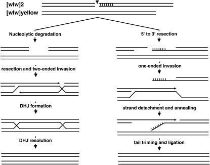 Figure 3.—