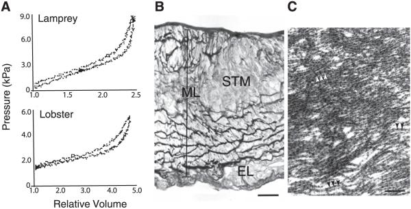 FIG. 7