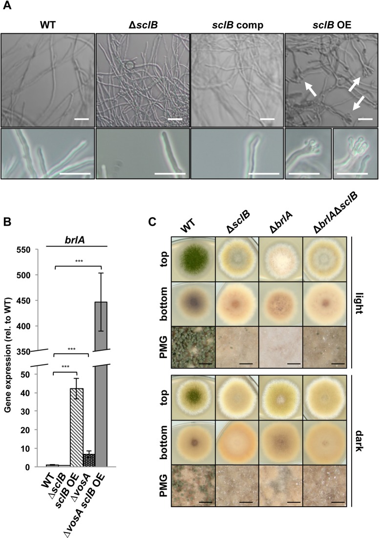 Fig 5