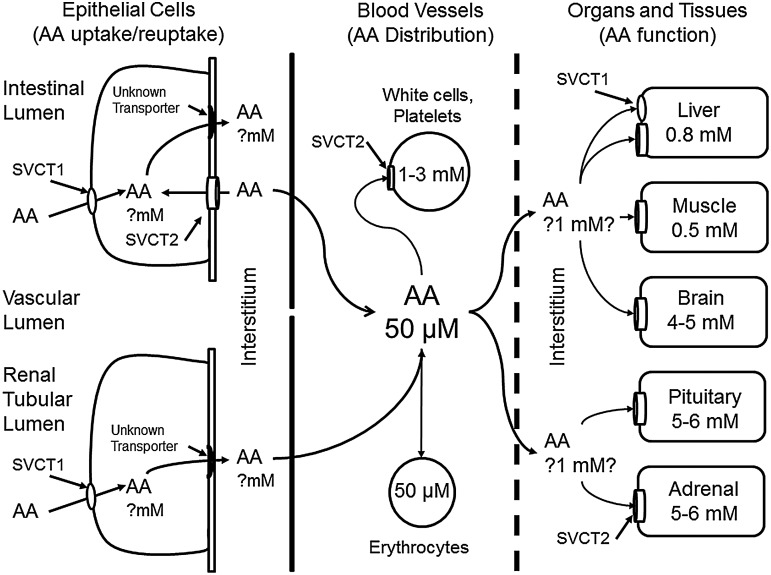 FIG. 2.