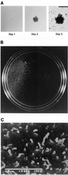 FIG. 2.