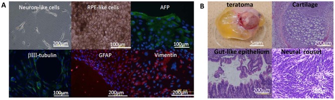 Figure 5