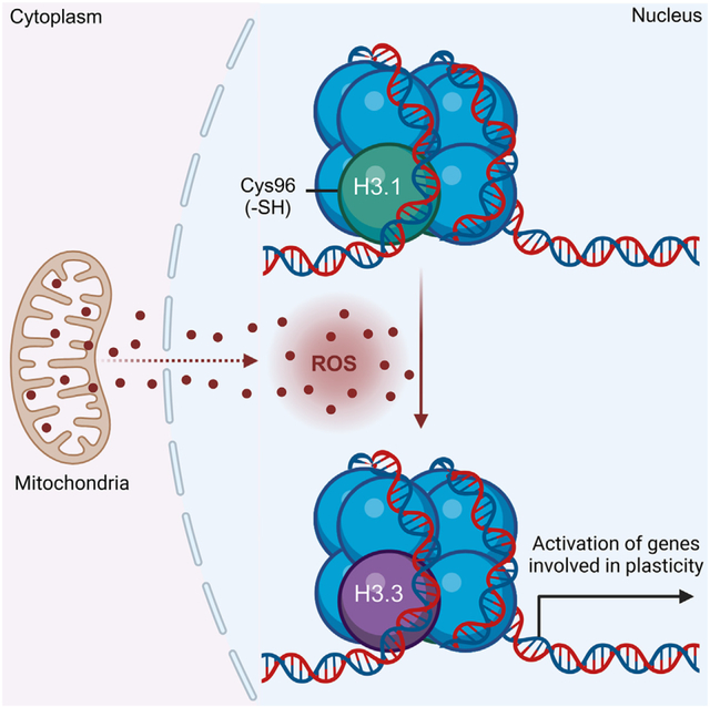 graphic file with name nihms-1980929-f0001.jpg