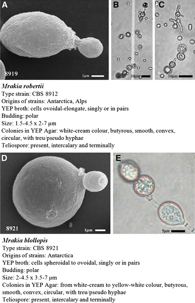 Fig. 5