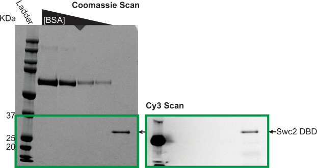 Figure 4—figure supplement 1.