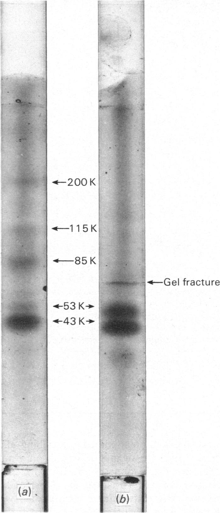 Fig. 9.