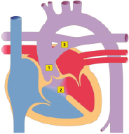 graphic file with name 978-3-662-57295-5_20_Fig15_HTML.jpg