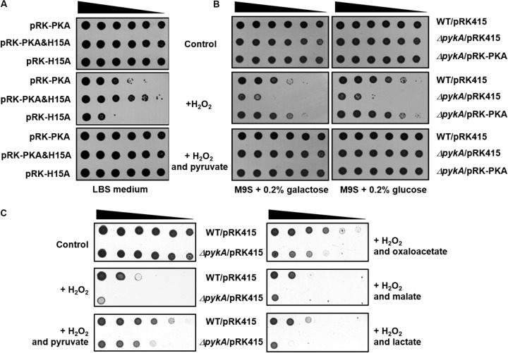 FIGURE 3