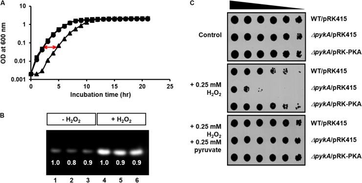 FIGURE 2