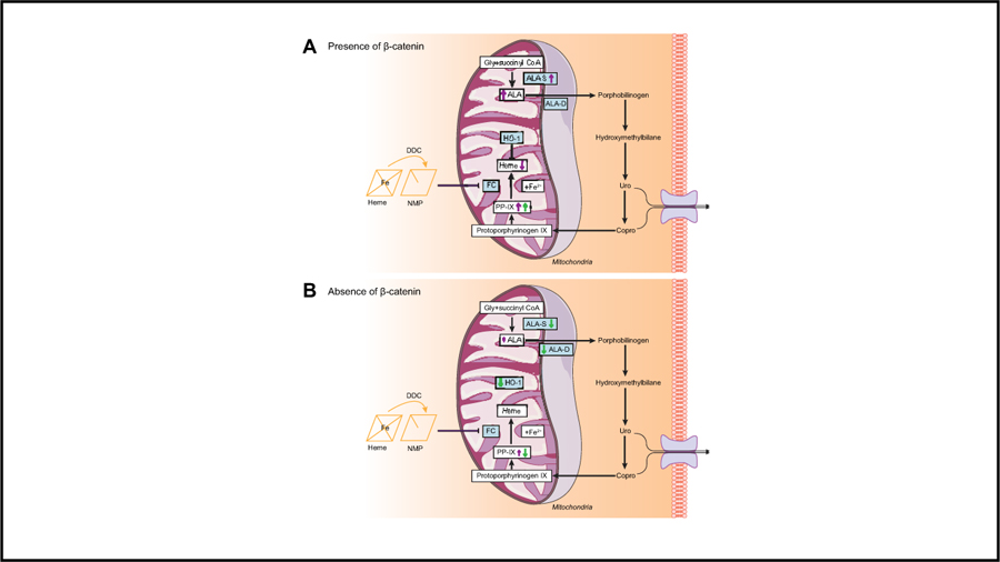 graphic file with name nihms-1017978-f0001.jpg