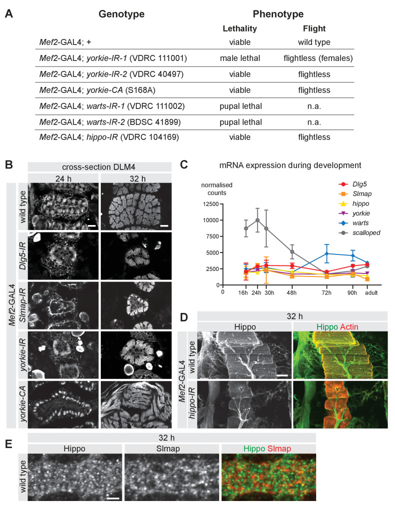 Figure 4—figure supplement 1.