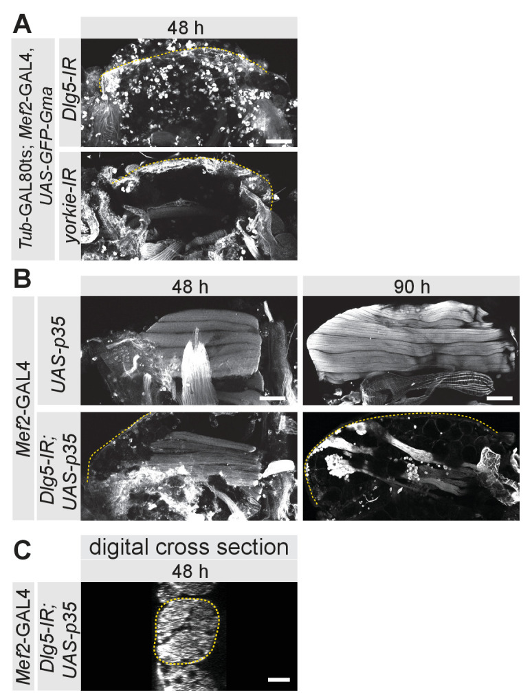 Figure 6—figure supplement 1.