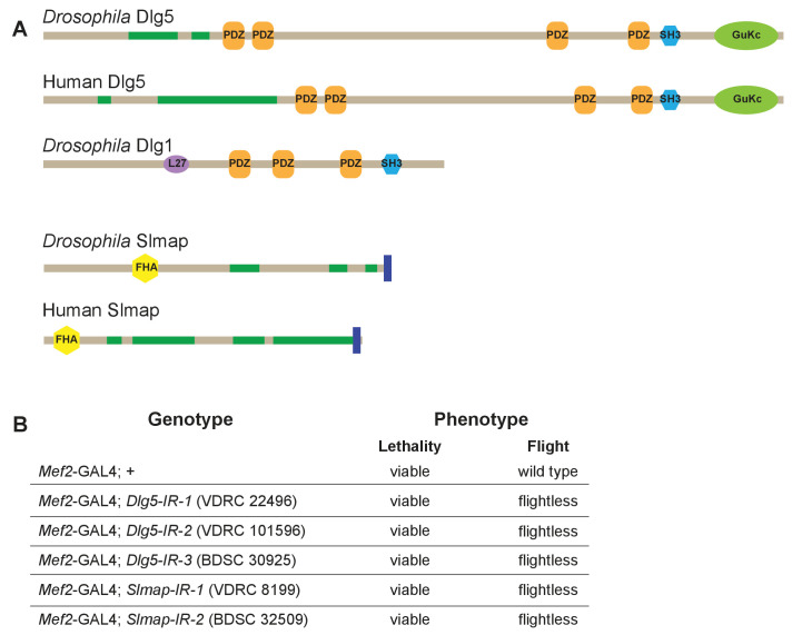 Figure 1—figure supplement 1.