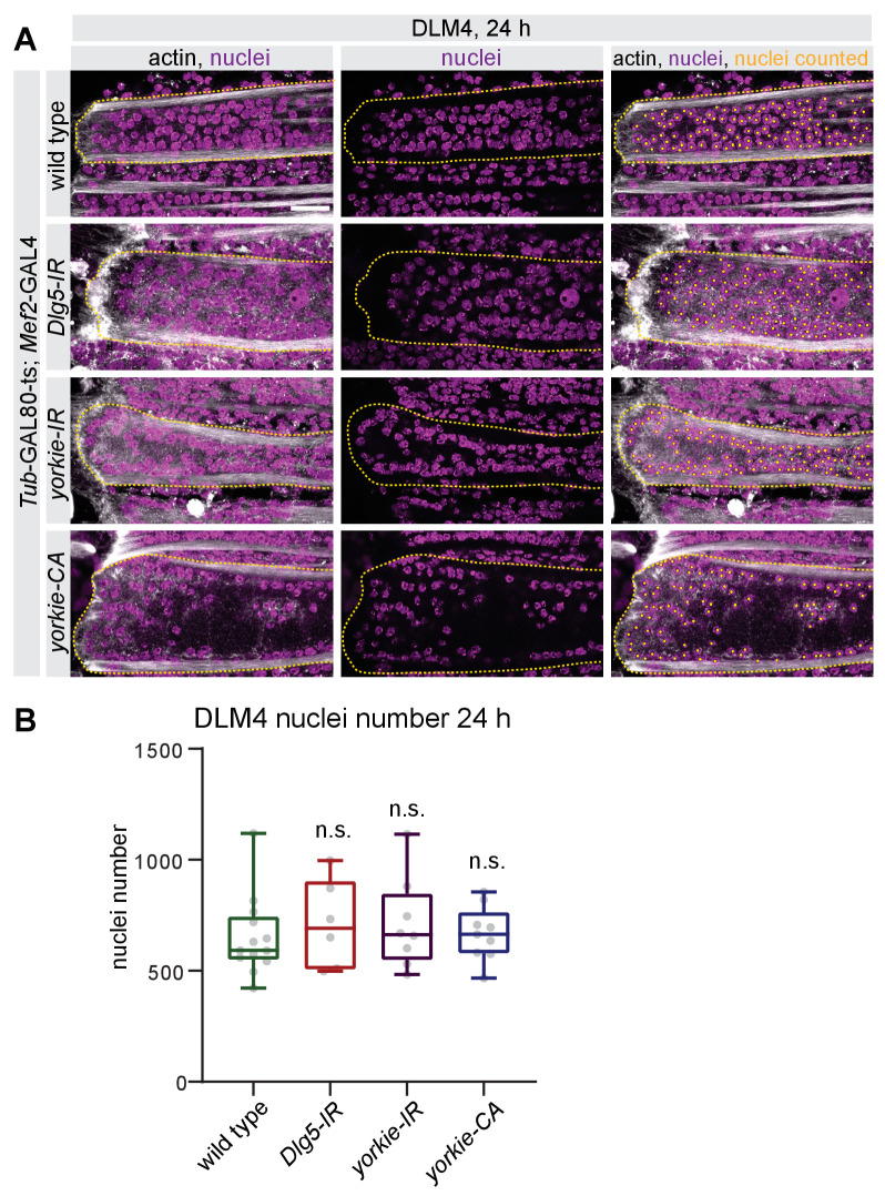 Figure 5—figure supplement 1.