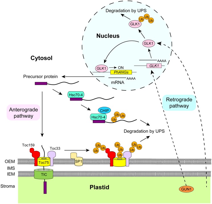 FIGURE 1