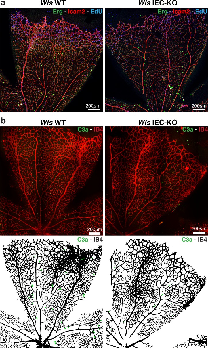 Figure 1—figure supplement 1.