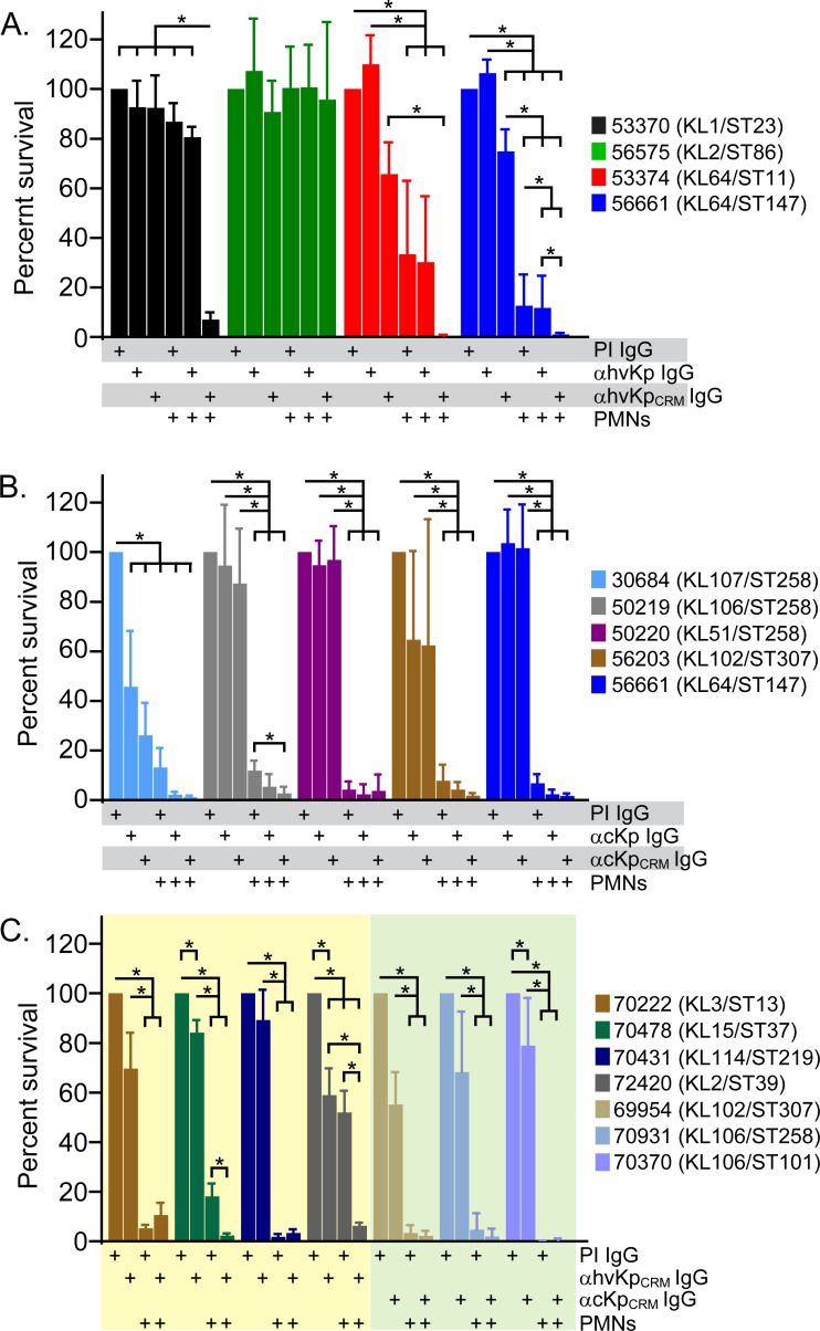 Bar graphs depict percent survival of multiple K. pneumoniae strains following opsonophagocytic killing assays using IgG from immunized rabbits. αKpCRM and αhvKpCRM IgG significantly reduce survival compared to preimmune IgG in presence of PMNs.