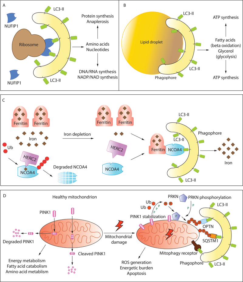 Figure 4: