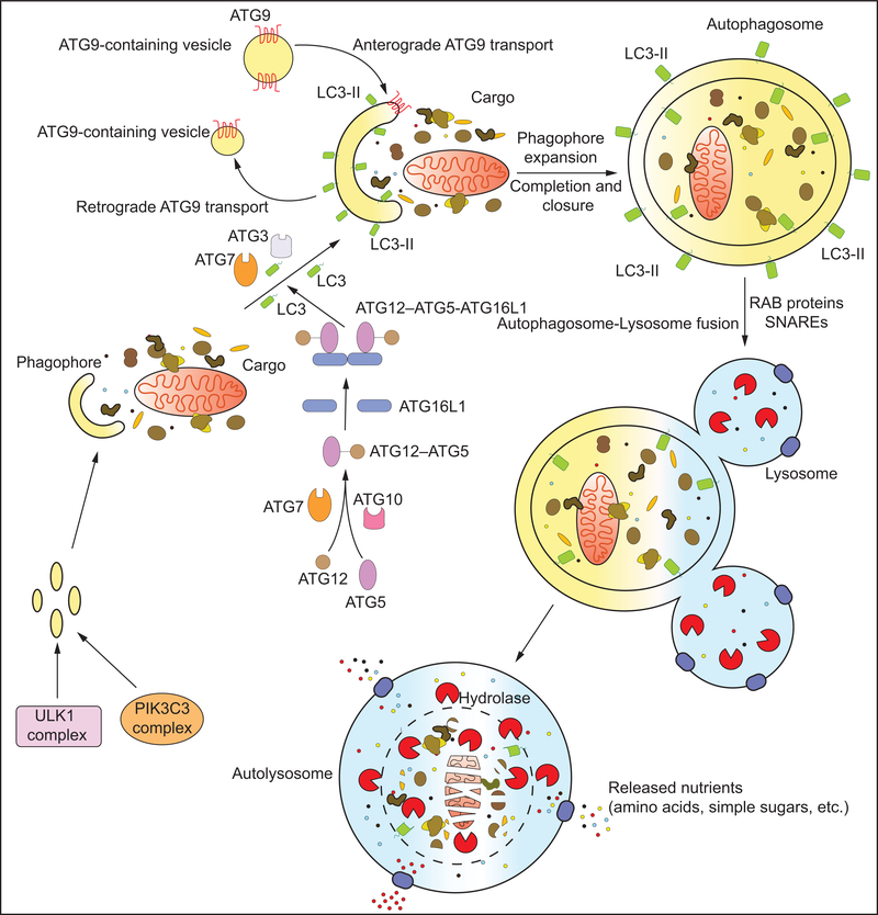 Figure 1: