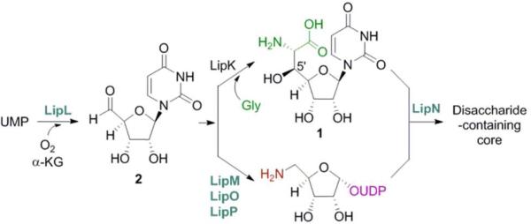 Figure 2