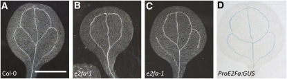 Figure 6.