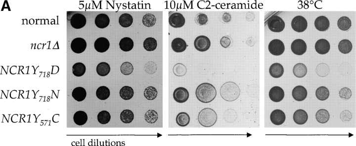 Figure 5.