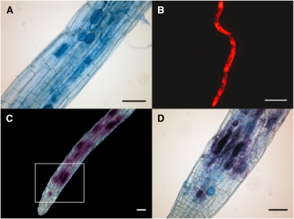 Figure 7.