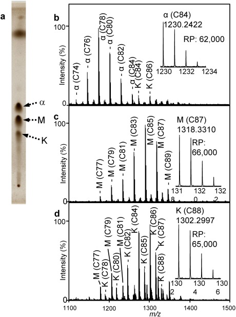 Fig. 1. MA subclasses in M. tuberculosis.