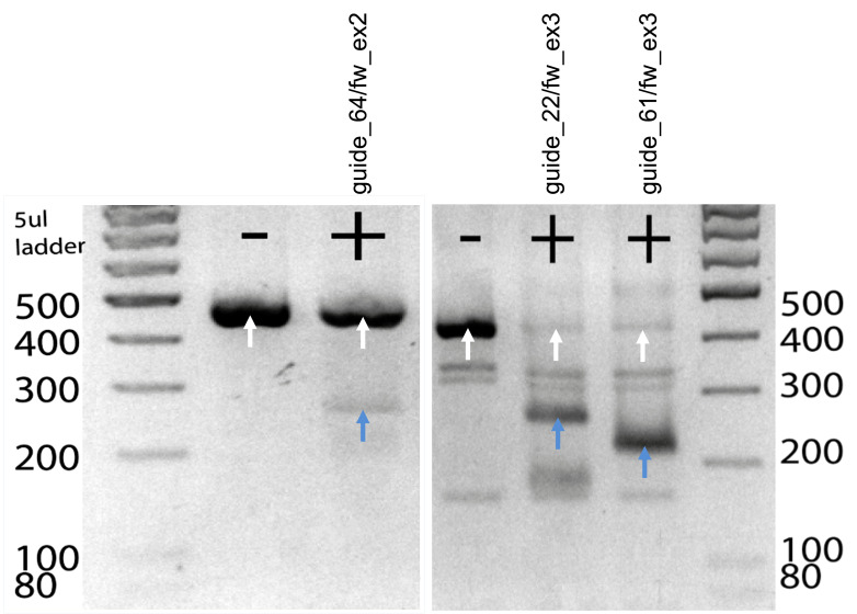 Figure 2.
